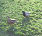 Doris and Edgar, neighbourhood aristo-ducks